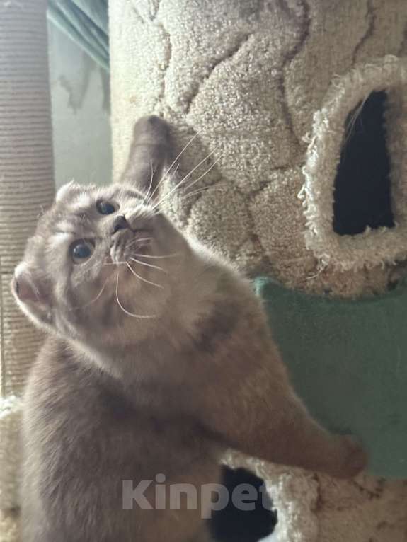 Кошки в Люберцах: Шотландские котята Девочка, Бесплатно - фото 1