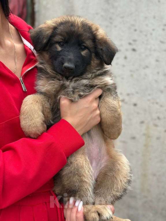 Собаки в Казани: Щенок немецкой овчарки  Девочка, 20 000 руб. - фото 4