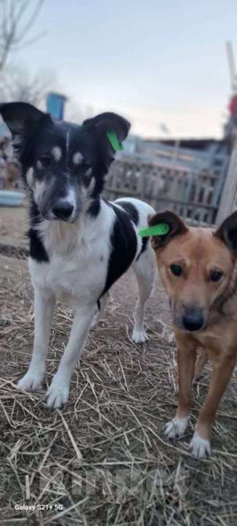 Собаки в Москве: Хана Девочка, Бесплатно - фото 2