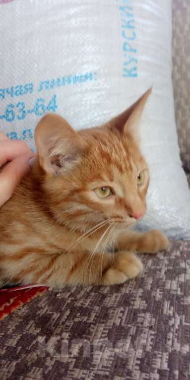 Кошки в Нижнем Новгороде: Отдам котёнка Мальчик, 1 руб. - фото 1