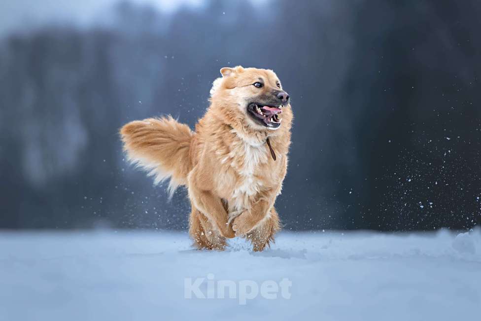 Собаки в Клине: Дюшес — очень дружелюбный пёс Мальчик, Бесплатно - фото 2