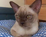 Кошки в Москве: Бурманские котята Мальчик, 40 000 руб. - фото 2
