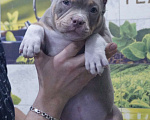 Собаки в Белово: Американский булли щенок Девочка, 150 000 руб. - фото 1