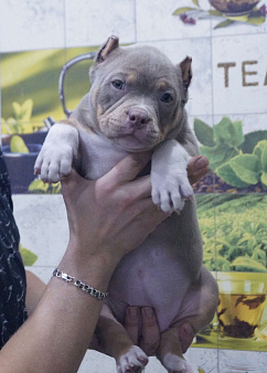 Американский булли щенок
