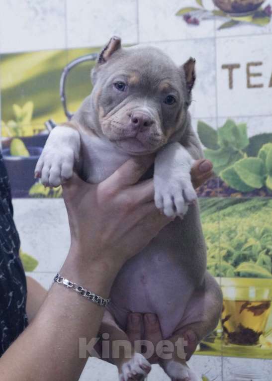 Собаки в Белово: Американский булли щенок Девочка, 150 000 руб. - фото 1