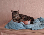 Кошки в Санкт-Петербурге: Котик-философ Мальчик, Бесплатно - фото 3