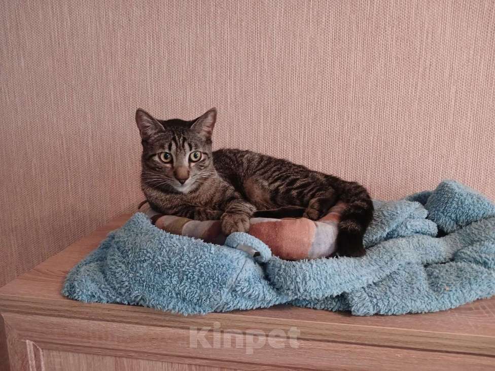 Кошки в Санкт-Петербурге: Ищет дом умный, спокойный кот-философ Мальчик, Бесплатно - фото 3