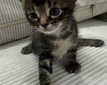 Кошки в Химках: Котенок в добрые руки Мальчик, Бесплатно - фото 3