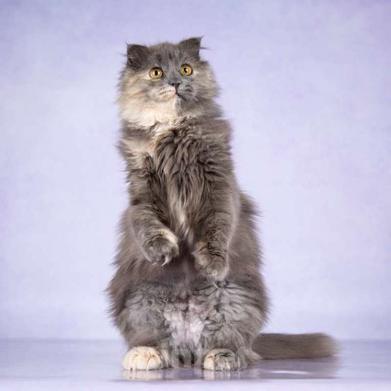 Кошки в Москве: Роскошная молодая хайленд-фолд Инесса в добрые руки Девочка, Бесплатно - фото 3