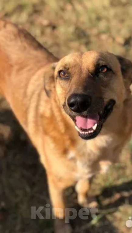 Собаки в Санкт-Петербурге: Рыжее солнышко Мальчик, 17 руб. - фото 1