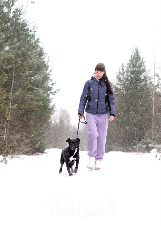 Собаки в Москве: Хлоя. Чёрная жемчужина со дна океана Девочка, Бесплатно - фото 5