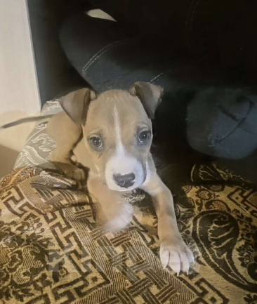 Собаки в Челябинске: Американский стаффордширский терьер щенок Мальчик, 9 000 руб. - фото 2