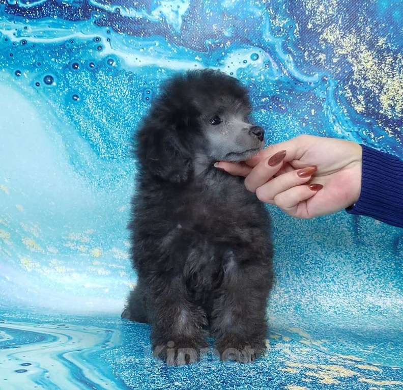 Собаки в Долгопрудном: Той пуделя щенок серый мальчик  ДЖЕНТЛИ БОРН   ИЛЬМИР  Мальчик, 120 000 руб. - фото 5