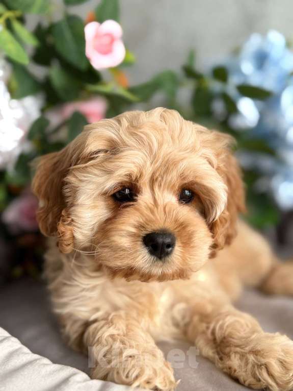 Собаки в Москве: Кавапу щенок Девочка, Бесплатно - фото 4