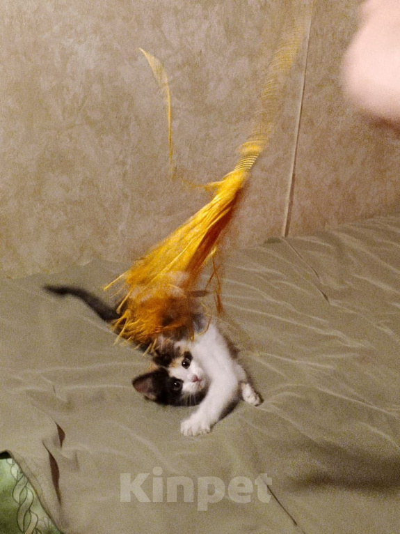 Кошки в Москве: Котенок Диана ищет дом Девочка, Бесплатно - фото 4