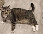 Кошки в Всеволожске: Пропал кот СНТ Трублит Мальчик, Бесплатно - фото 2