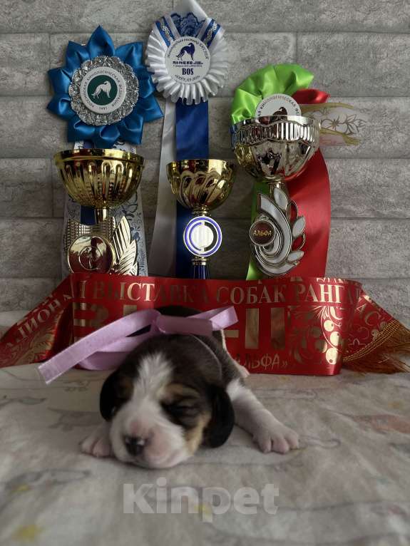 Собаки в Иркутске: Щенки Бигля Мальчик, 55 000 руб. - фото 5