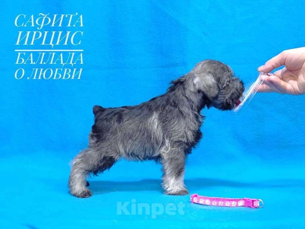 Собаки в других городах Омской области: Щенок цвергшнауцера перец с солью Девочка, 50 руб. - фото 2