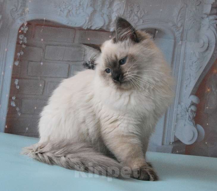 Кошки в Москве: Синеглазый Невский принц Мальчик, Бесплатно - фото 7