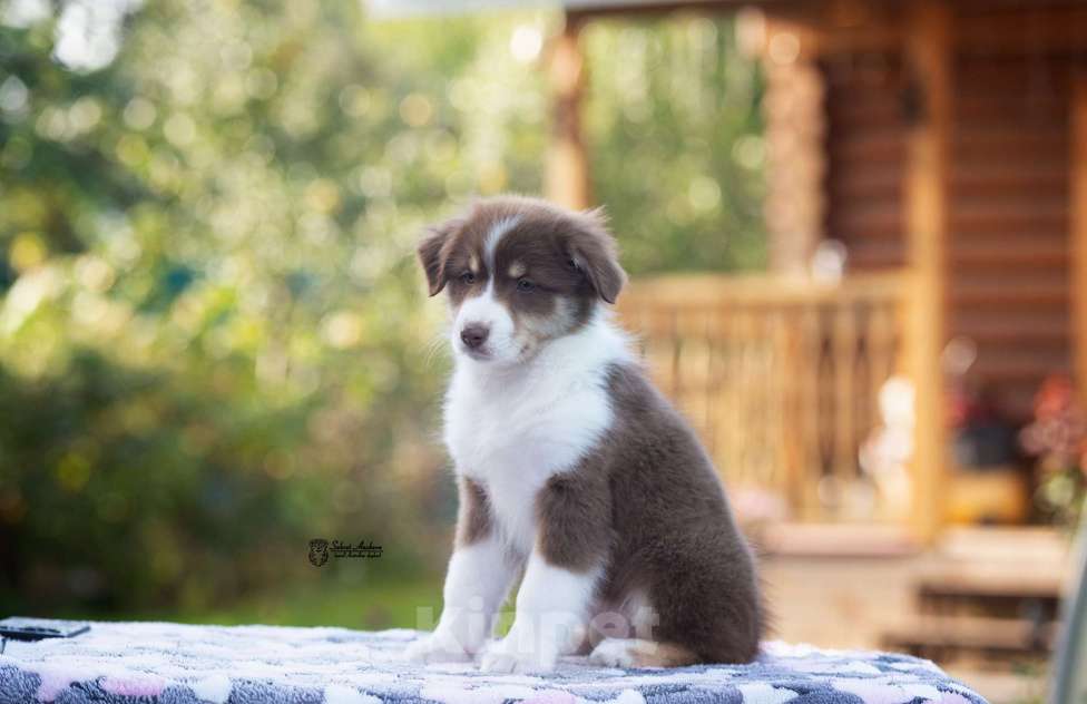 Собаки в Москве: австралийская овчарка аусси Девочка, 80 000 руб. - фото 2