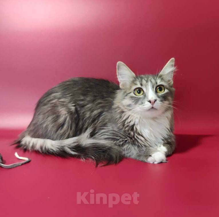 Кошки в Москве: кошечка  Девочка, Бесплатно - фото 6