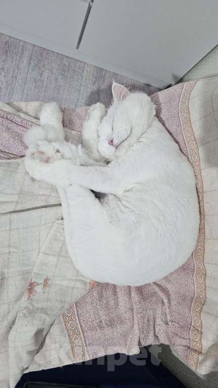 Кошки в Краснодаре: отдам кошечку Белку Девочка, Бесплатно - фото 3