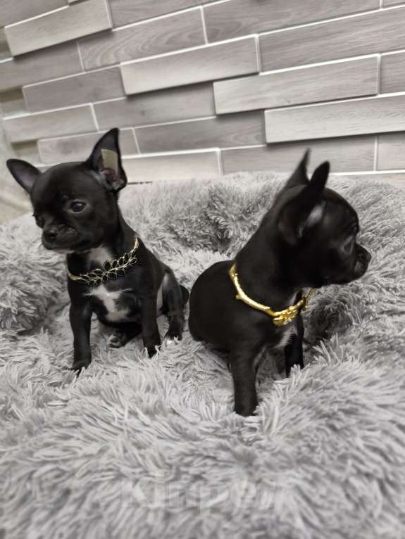 Собаки в Воронеже: Мальчишки Мальчик, Бесплатно - фото 4