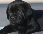 Собаки в Москве: Черные мальчики лабрадорчики Мальчик, 80 000 руб. - фото 1