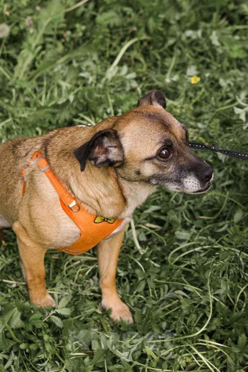 Собаки в Санкт-Петербурге: Миниатюрная собачка Виски ищет дом! Девочка, Бесплатно - фото 4