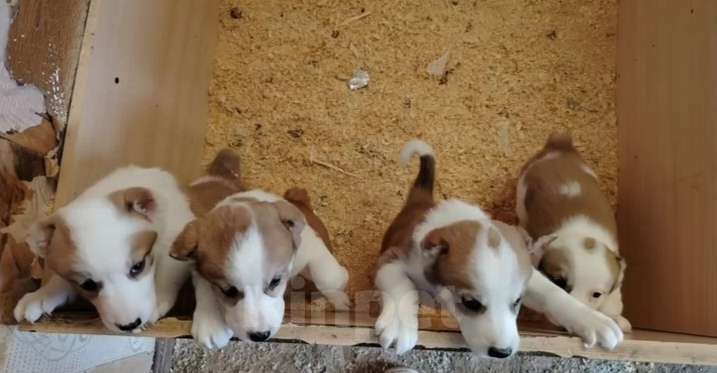 Собаки в Казани: Алабай  Девочка, 10 000 руб. - фото 4