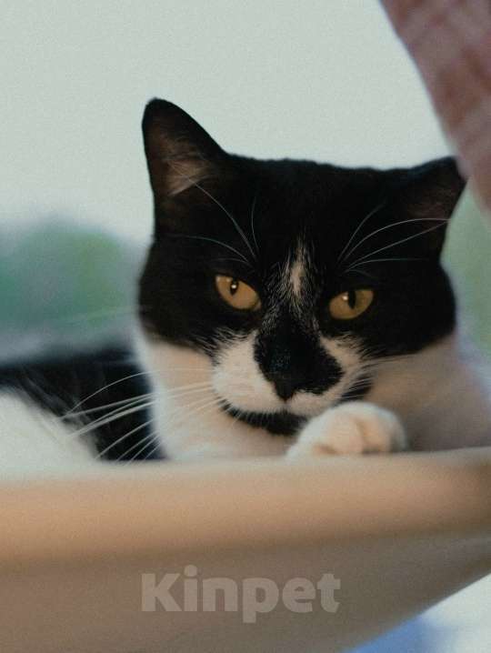 Кошки в Санкт-Петербурге: Кошка из приюта в добрые руки Девочка, Бесплатно - фото 1