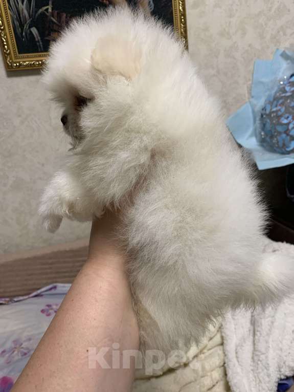 Собаки в Абакане: Девочка Померанский шпиц Девочка, 40 000 руб. - фото 2