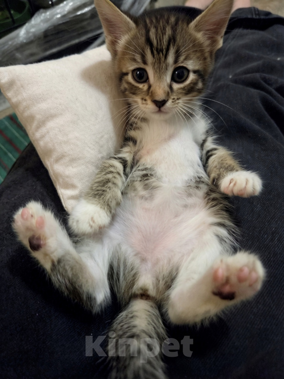 Кошки в Ижевске: котенок в добрые руки Девочка, Бесплатно - фото 1