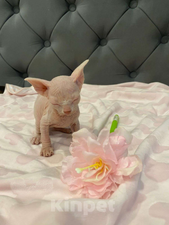 Кошки в Москве: Совершенно мистический и трогательный Мальчик, 55 000 руб. - фото 5