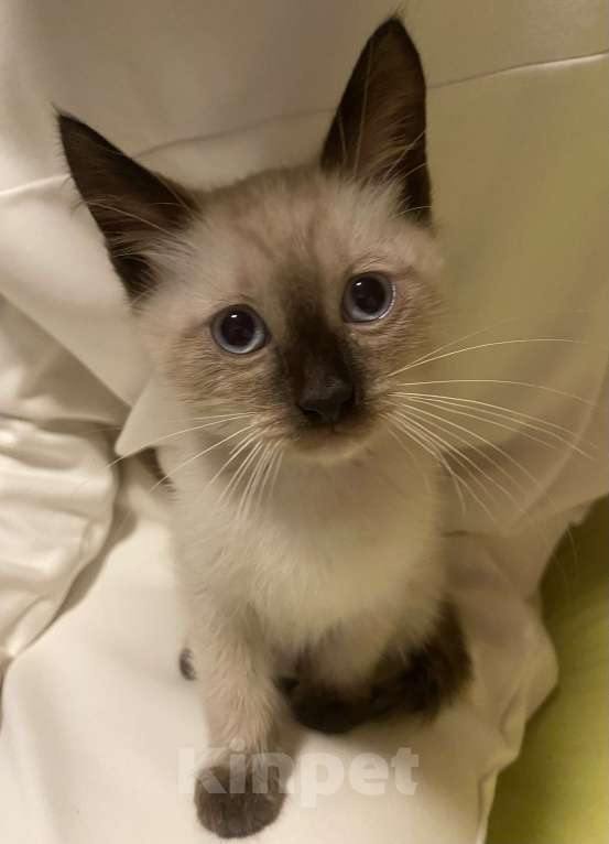 Кошки в Люберцах: Тайский котенок мальчик  Мальчик, 12 000 руб. - фото 2