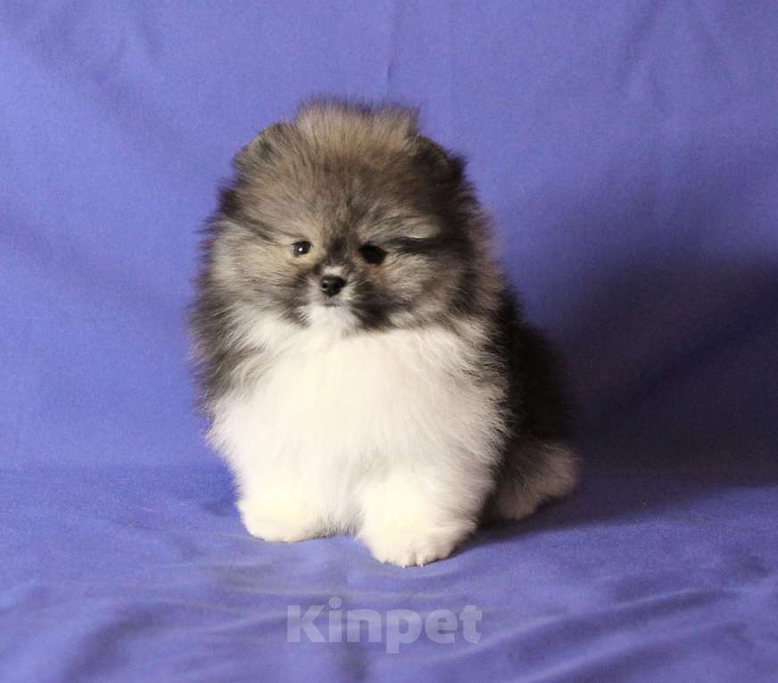 Собаки в Люберцах: Красивый щенок шпица Мальчик, 50 000 руб. - фото 1