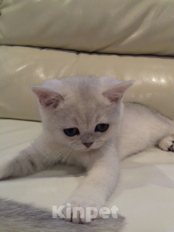 Кошки в Мытищах: Девочки Девочка, 25 000 руб. - фото 2