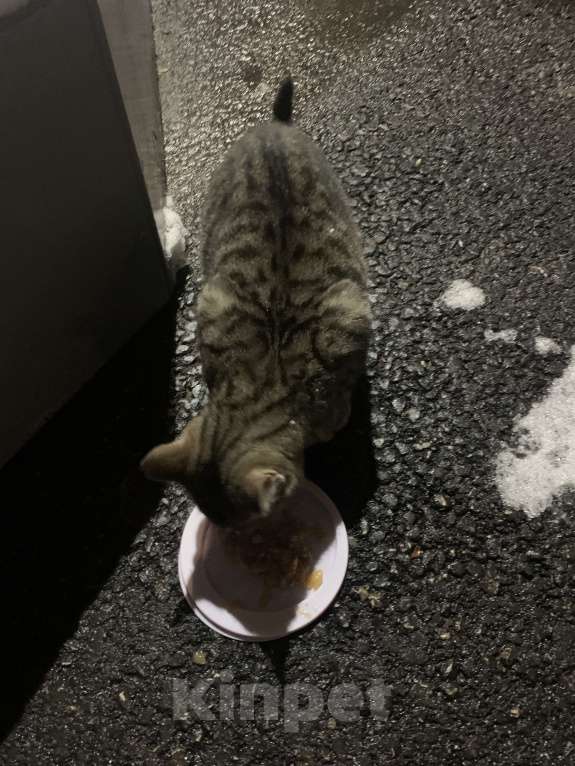 Кошки в Саратове: Котенок мальчик в добрые руки  Мальчик, Бесплатно - фото 3