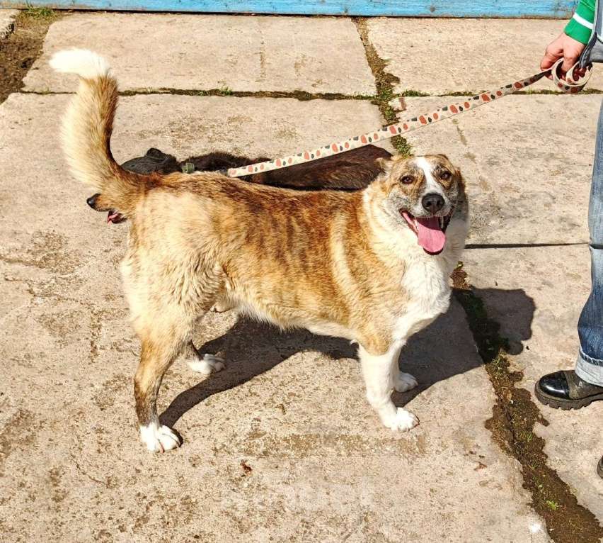 Собаки в Москве: Мега ласковая собака Тигруша в поисках своей семьи Девочка, Бесплатно - фото 8