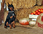 Собаки в Ростове-на-Дону: Цвергпинчер вязка, 3 000 руб. - фото 2