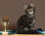 Кошки в Юрьеве-Польском: Мейн-кун мраморный котик Мальчик, 50 000 руб. - фото 3