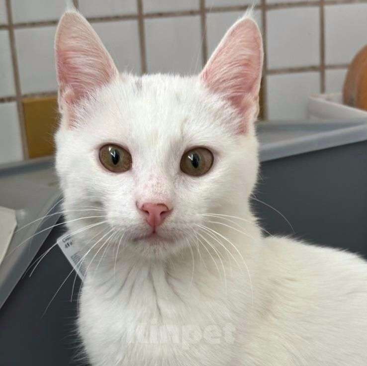 Кошки в Москве: Хозяева выкинули котенка. Срочный поиск дома! Мальчик, Бесплатно - фото 3