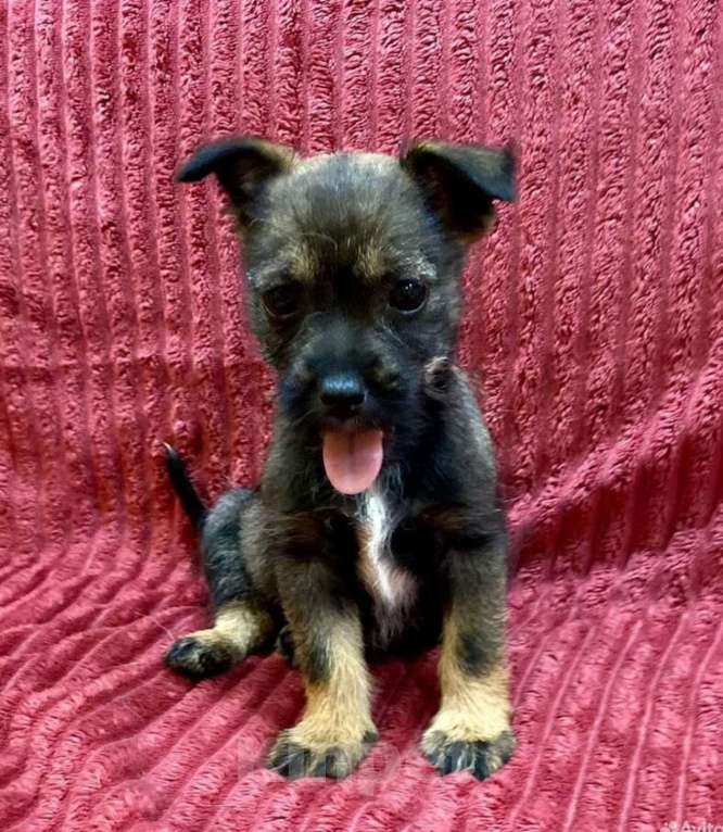 Собаки в Ростове-на-Дону: Малышка Дейзи ждет своих родителей Девочка, Бесплатно - фото 1