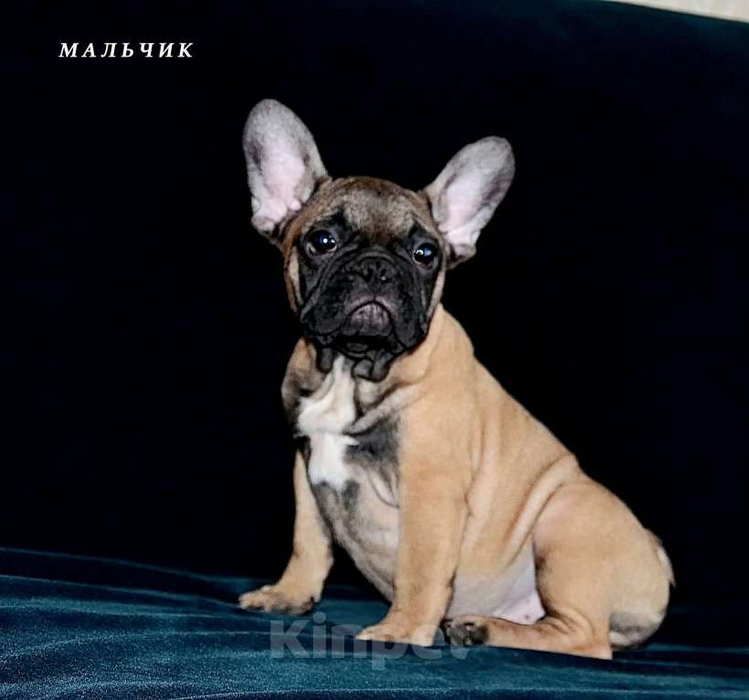 Собаки в Екатеринбурге: Французский бульдог. Ушастый СПЕЦНАЗ  Мальчик, Бесплатно - фото 3
