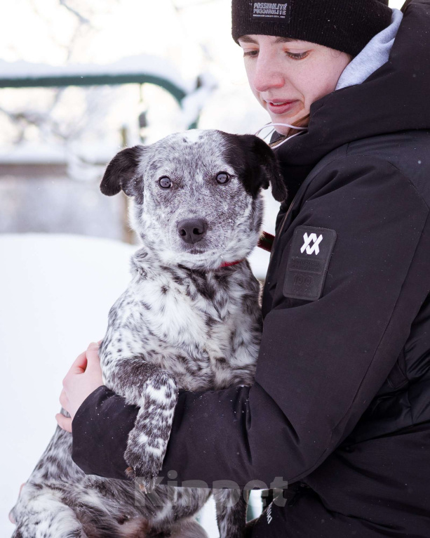 Собаки в Москве: Метис в добрые руки! Девочка, Бесплатно - фото 4
