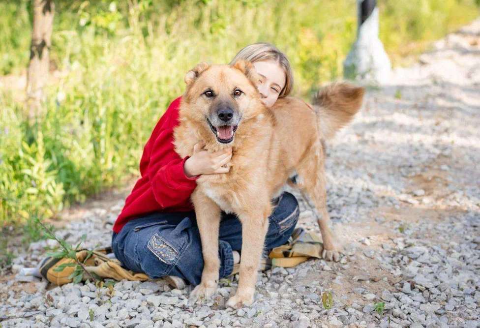 Собаки в Москве: Бренд Мальчик, Бесплатно - фото 2