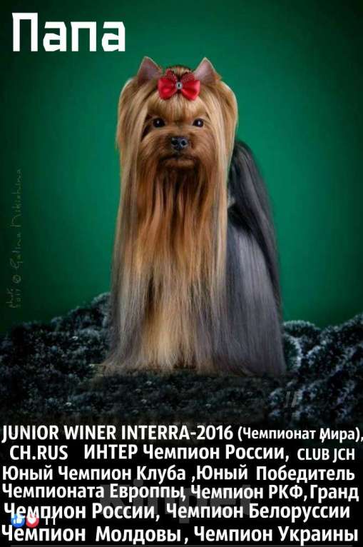 Собаки в Москве: КРАСАВЧИКИ РКФ ПОДРОЩЕННЫЕ Мальчик, 45 руб. - фото 10