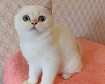 Кошки в Санкт-Петербурге: Золотая шиншилла пойнт Девочка, 25 000 руб. - фото 6