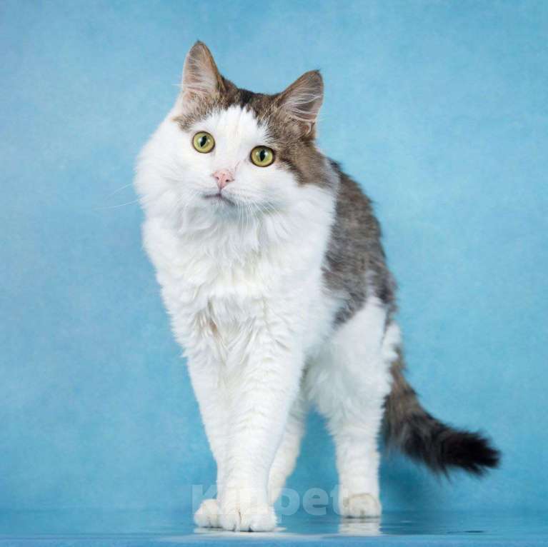 Кошки в Москве: Пушистый котик с идеальным характером! Мальчик, Бесплатно - фото 2