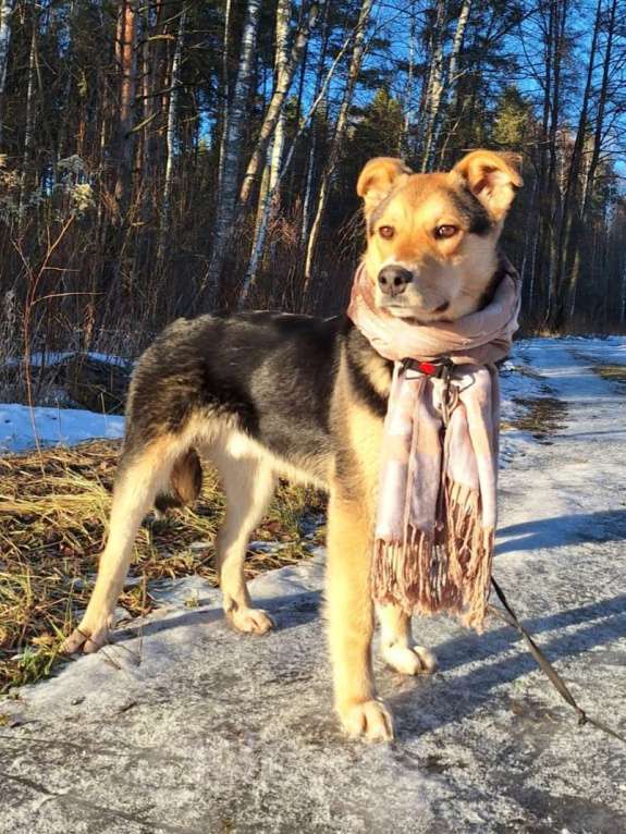 Собаки в других городах Московской области: Щенок в добрые руки  Мальчик, Бесплатно - фото 5